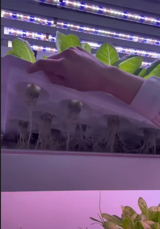 Vertical Farm Hydroponic Tower - đánh giá và giá Hydroponic Farming Agriculture