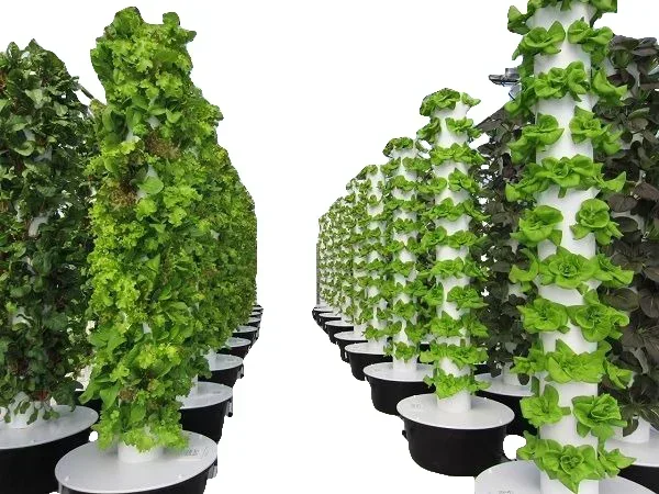 Agricultural greenhouses verti - đánh giá và giá Hydroponic Farming Agriculture