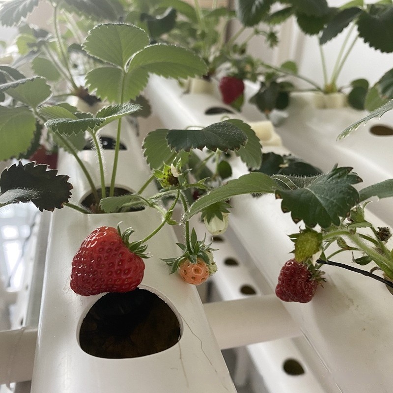 Hydroponic Channel Pipe PVC Ag - đánh giá và giá Hydroponic Farming Agriculture