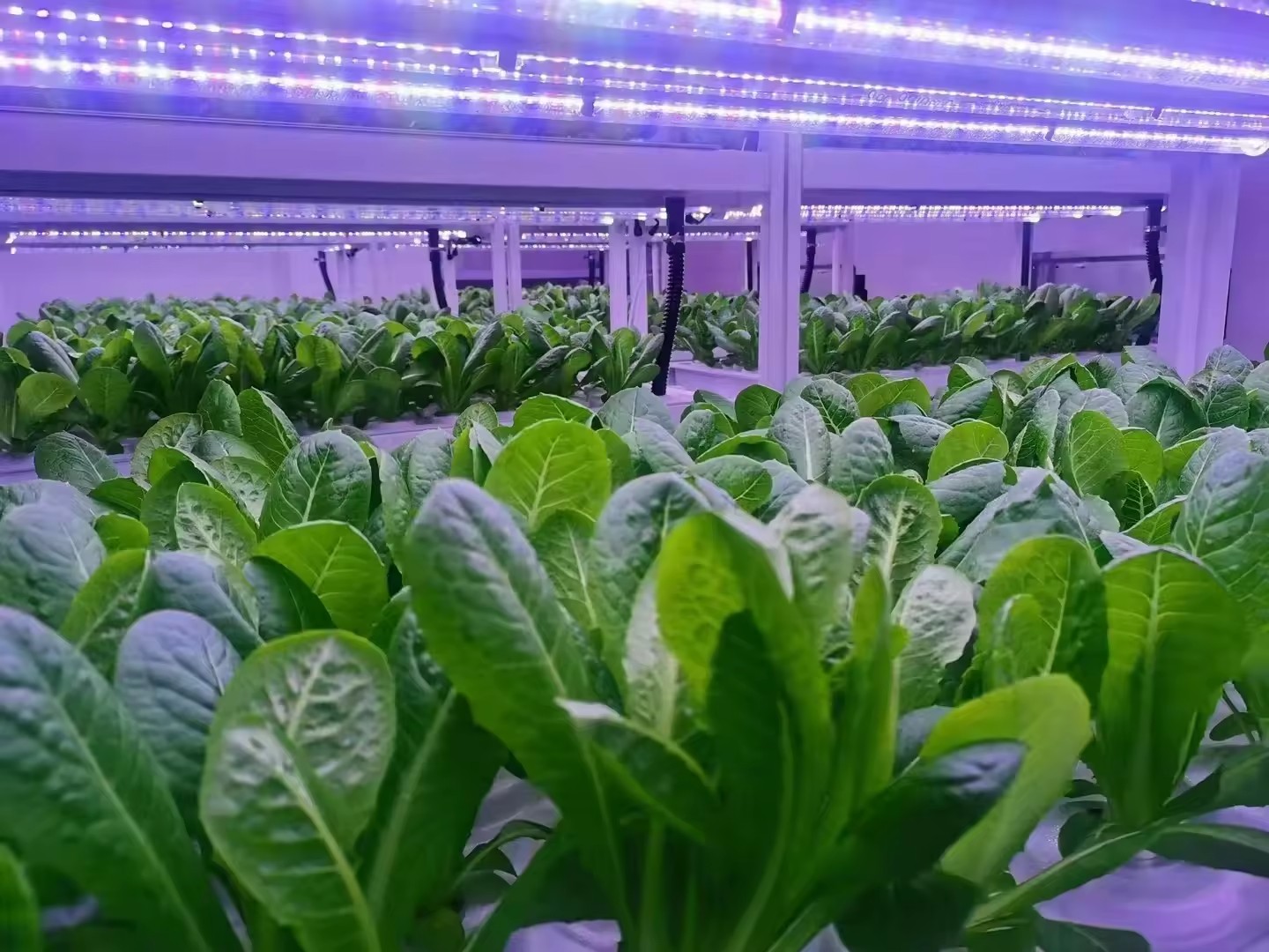 f Greenhouse Agricultural Equi - đánh giá và giá Hydroponic Farming Agriculture