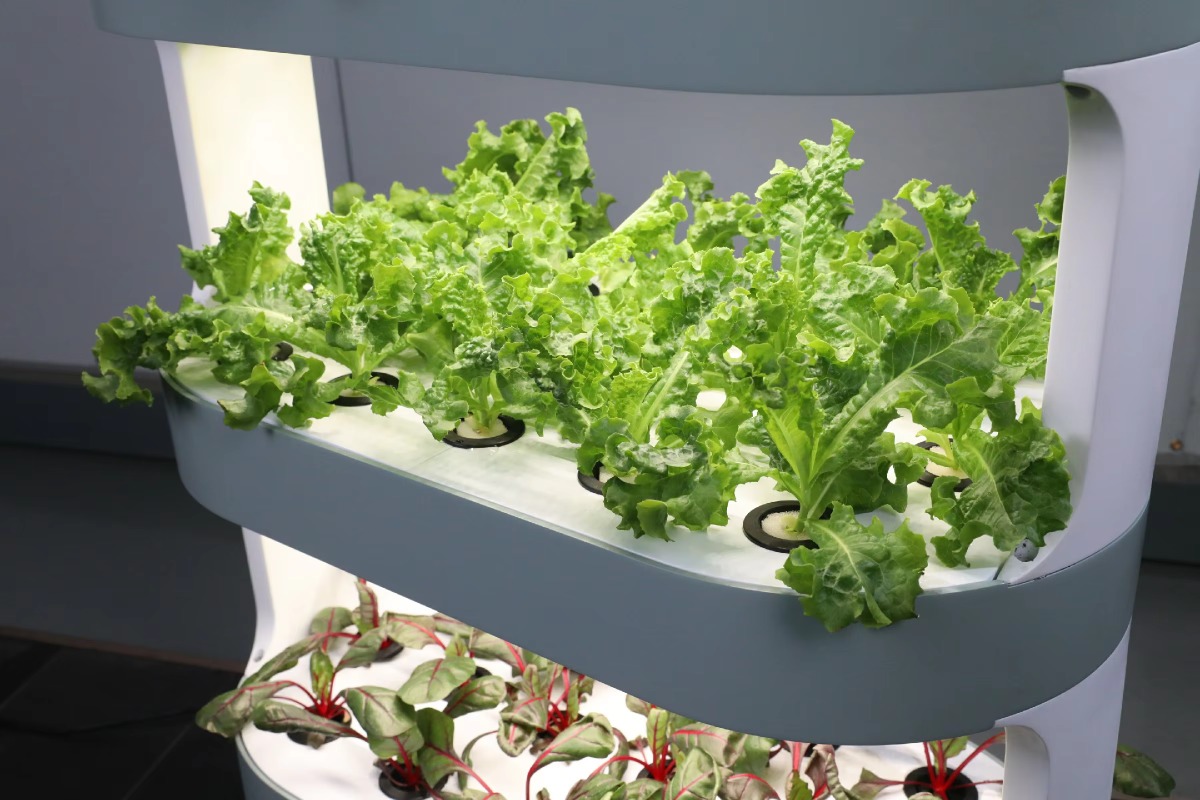 Factory Wholesale Unique Farm  - đánh giá và giá Hydroponic Farming Agriculture