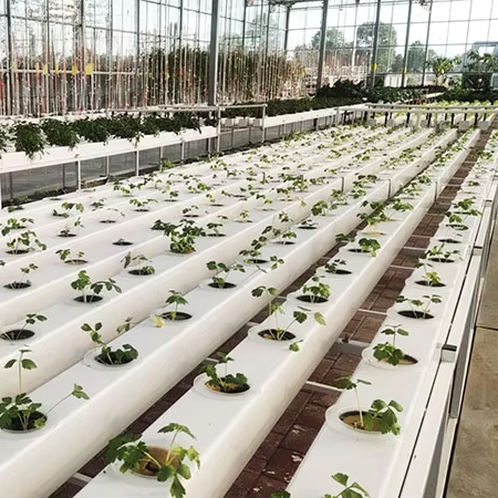 Commercial Hydroponics Plant S - đánh giá và giá Hydroponic Nft Channel