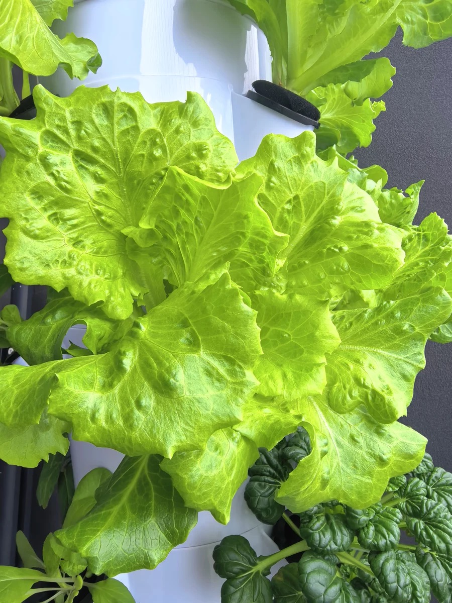 New Commercial Aeroponic Hydro - đánh giá và giá Hydroponic Nft Channel