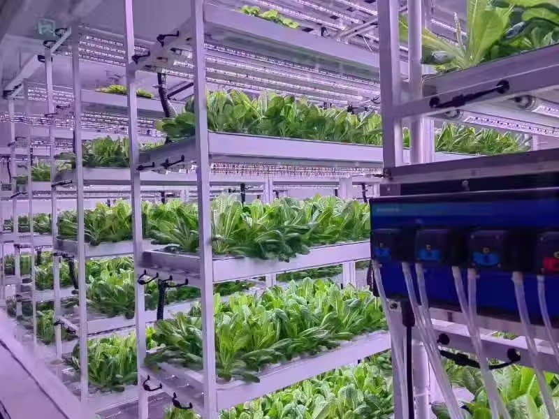 Vertical Farm Hydroponic Tower - đánh giá và giá Hydroponic Farming Agriculture