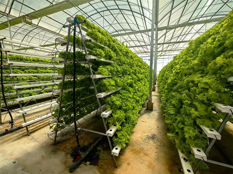 Agricultural Greenhouses Lettu - đánh giá và giá Hydroponic Farming Agriculture