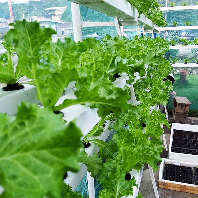 Agricultural Greenhouses Lettu - đánh giá và giá Hydroponic Farming Agriculture