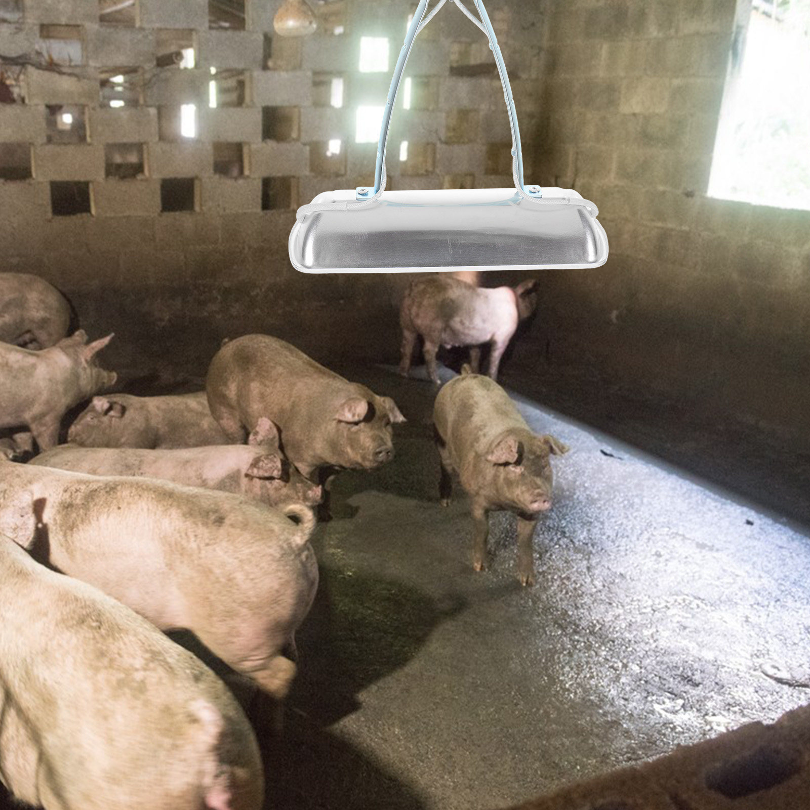 Pig Farm Preservation Lamp Chi - đánh giá và giá Farming A